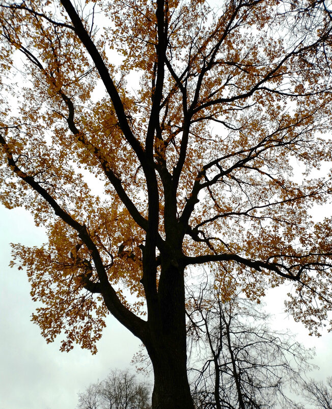 *** - Валентина Береснева