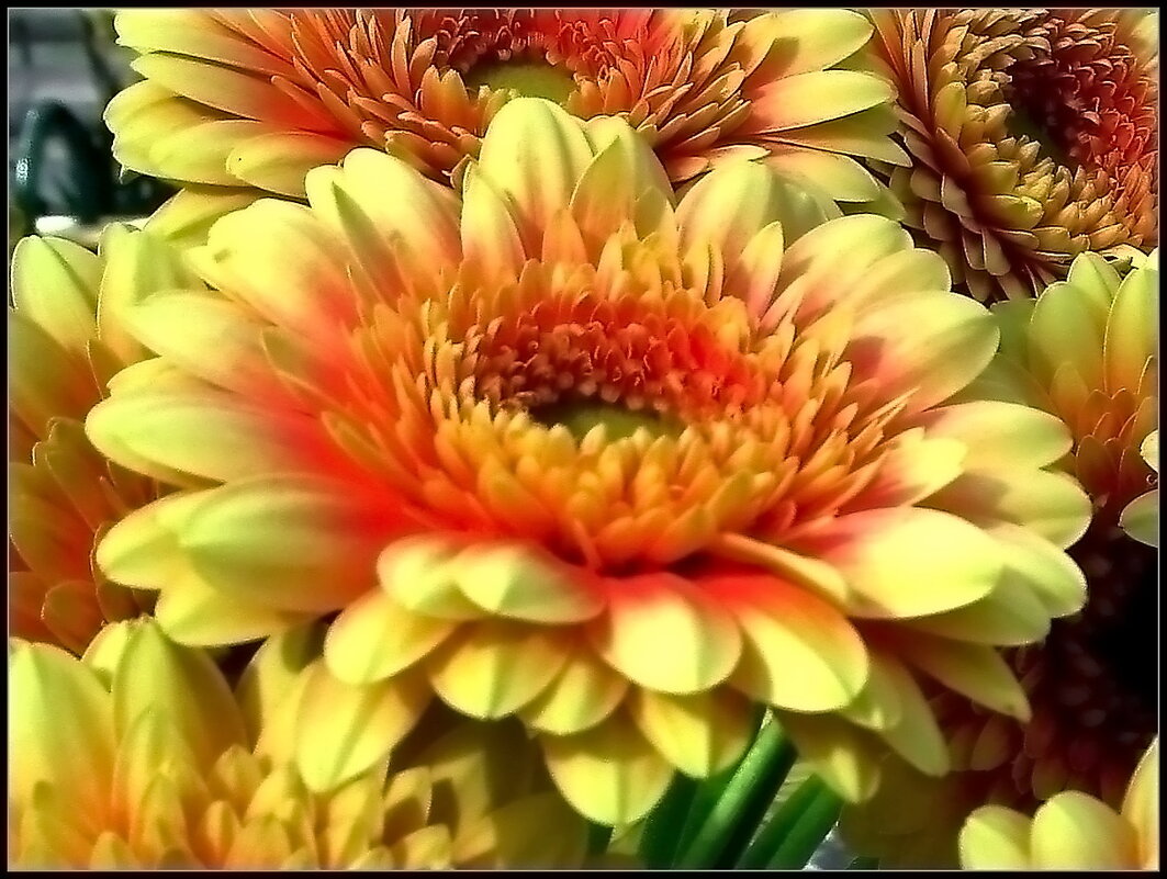 Гербера - цветок, который сочетает в себе простоту и изящество - Ольга Довженко