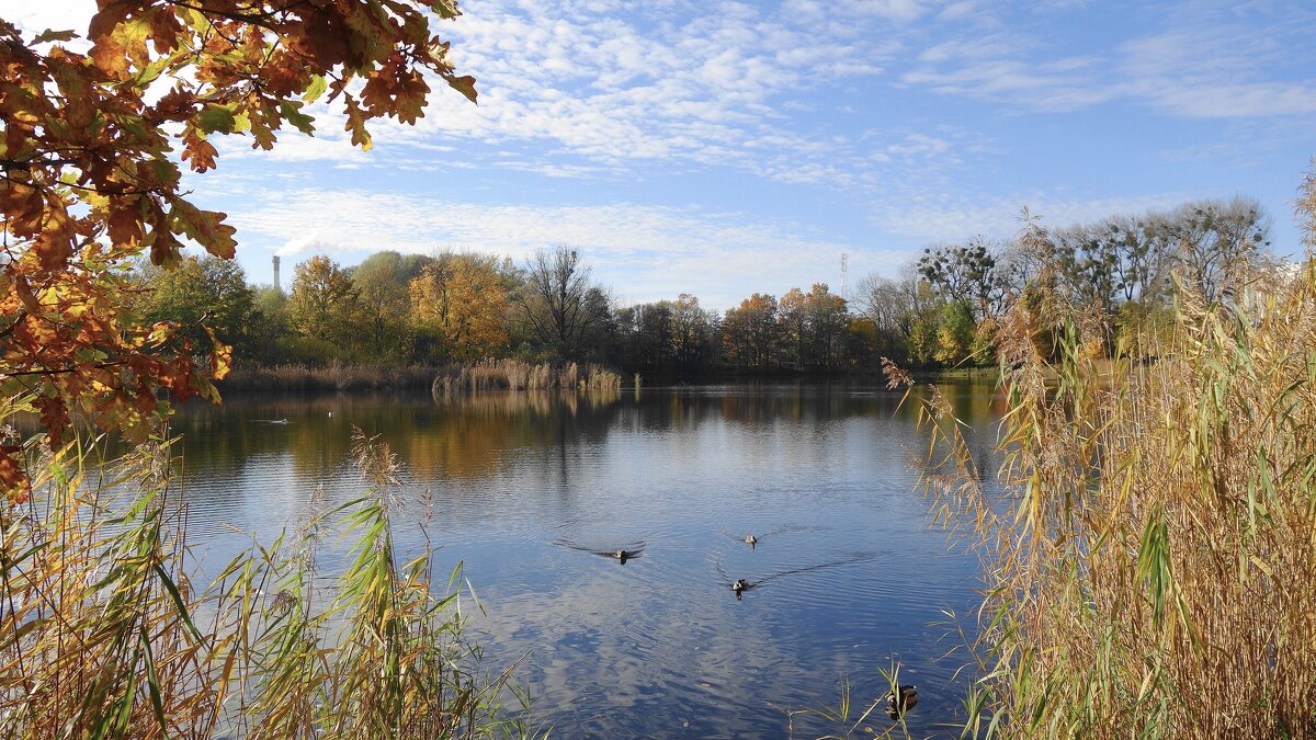 Ноябрьский пейзаж - Рита Симонова