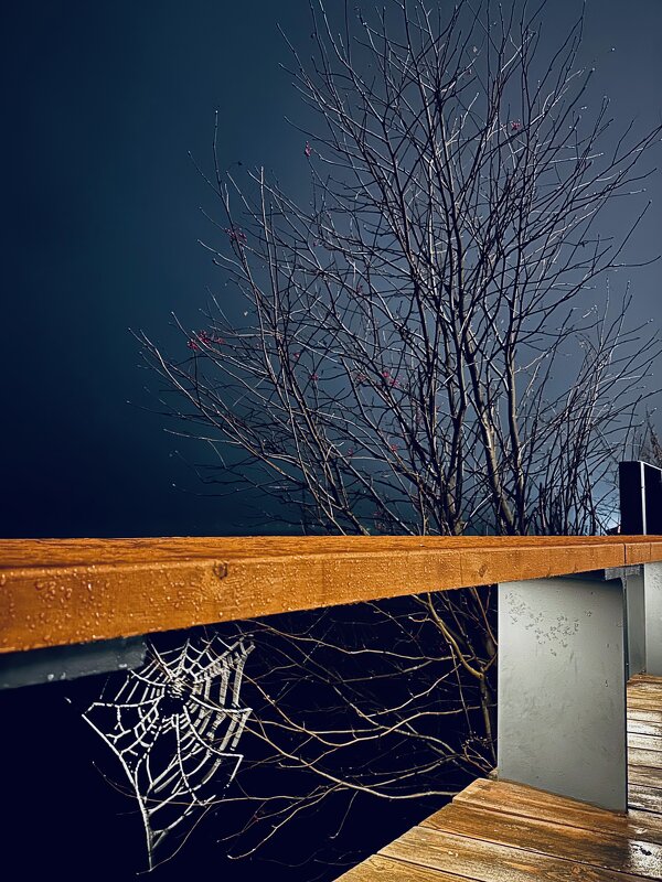 Паутина Шарлоты - Фадей 