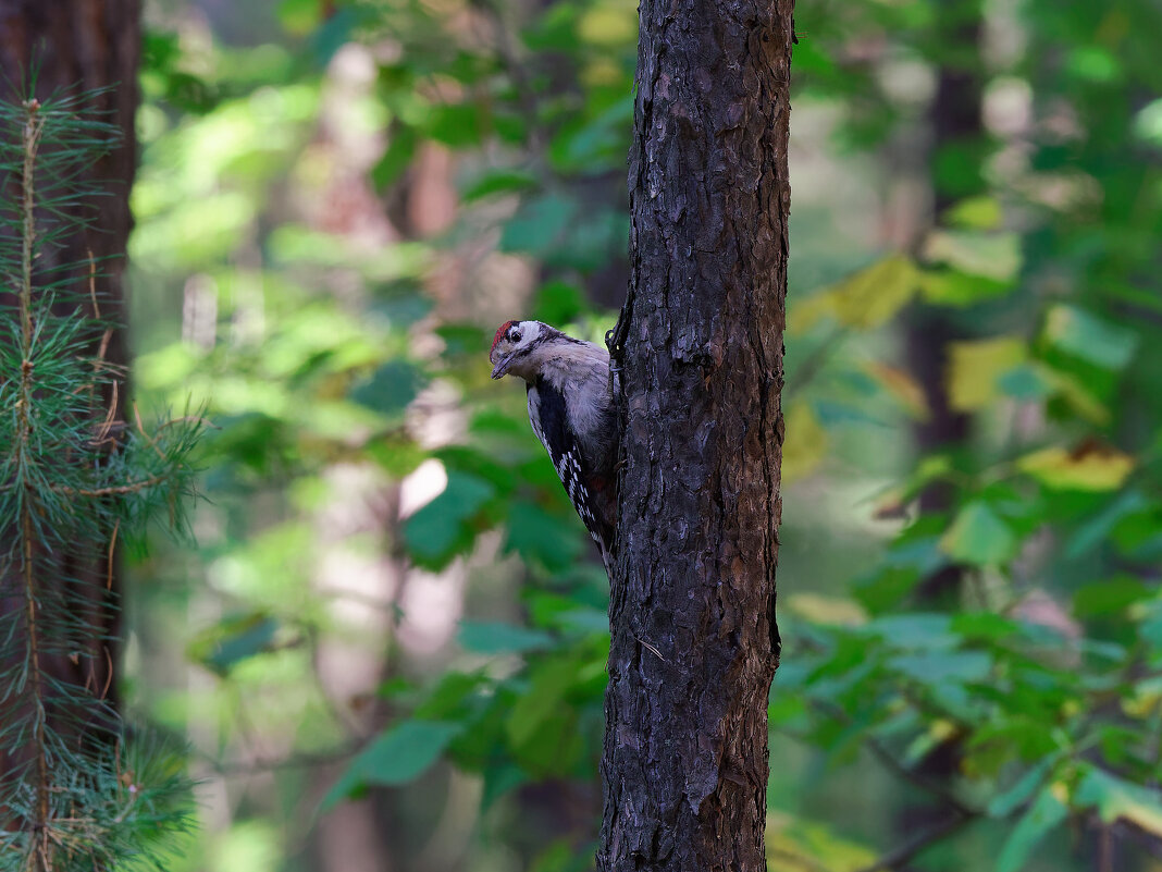 Стукач - Вячеслав Алтай Стукач - Вячеслав Алтай