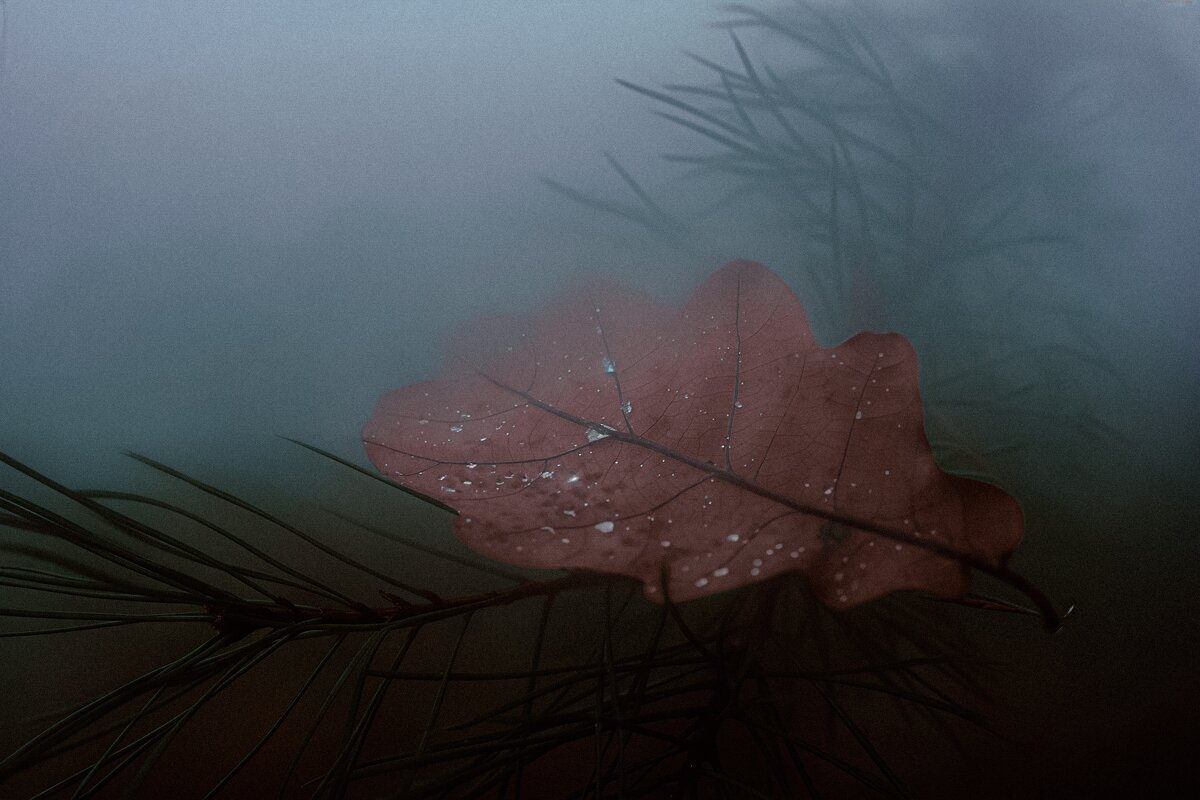 Капли воды на дубовом листе. Туман. - Анастасия Ильина