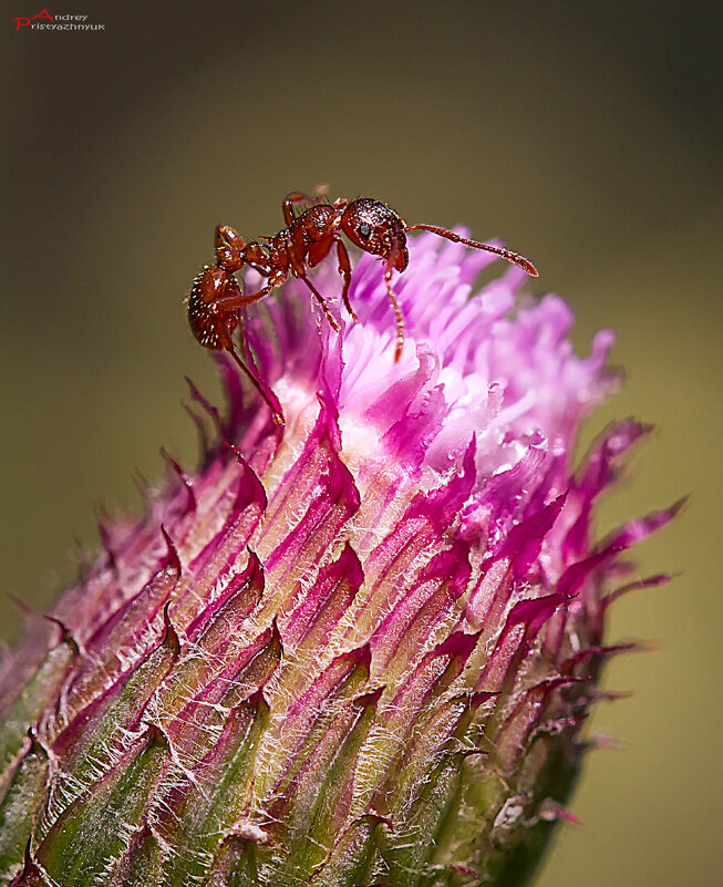 На цветке - Андрей Пристяжнюк На цветке - Андрей Пристяжнюк