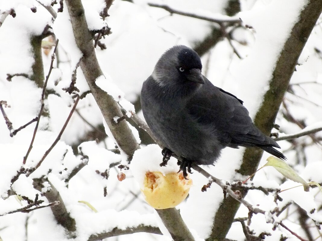 *** - Зоя Мишина