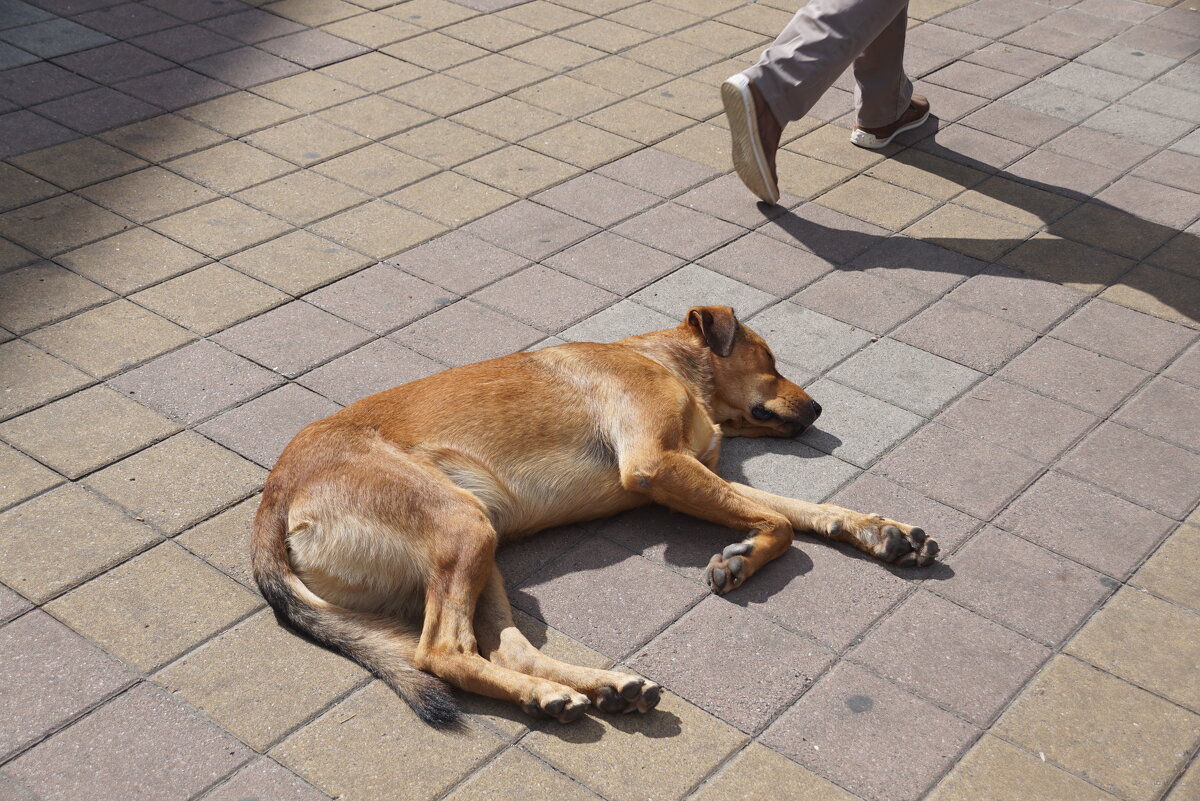 Уютное местечко для сна - Наталия Григорьева