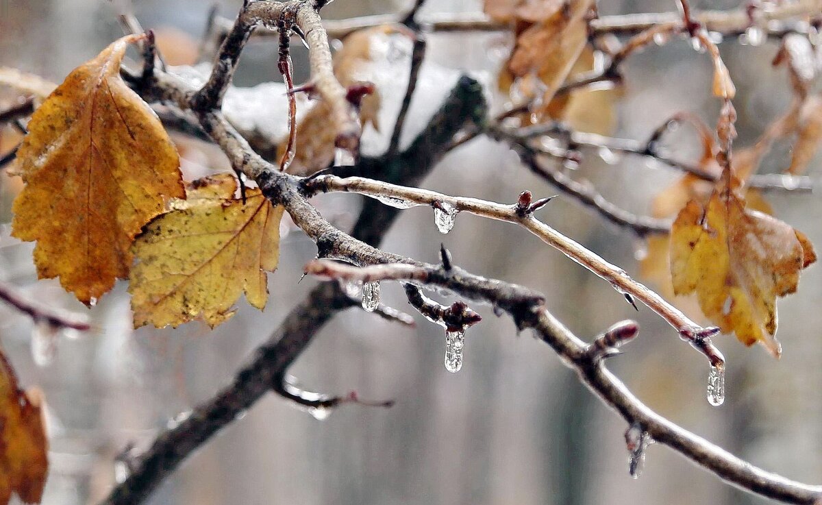 Ледышки - ZNatasha -