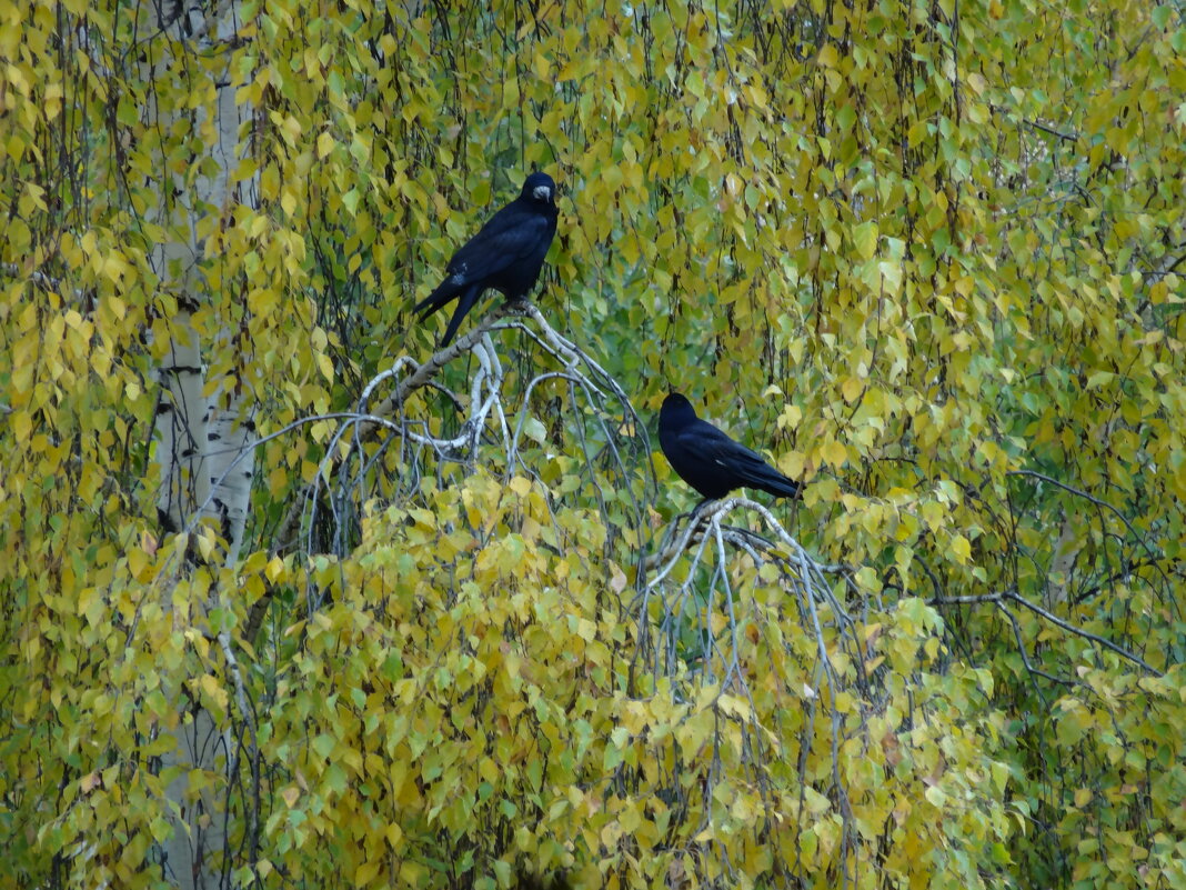 ПТИЦЫ НА ДЕРЕВЕ - СЕРГЕЙ ФИЛОЧКИН