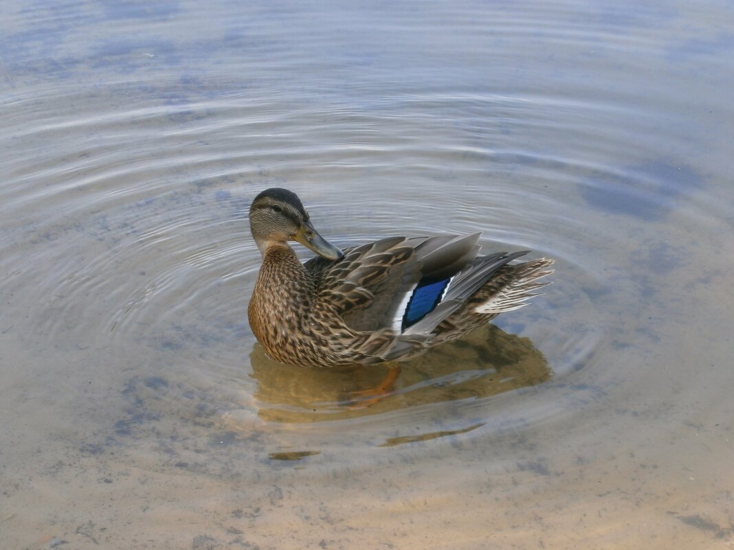 * * - Алёна Савина