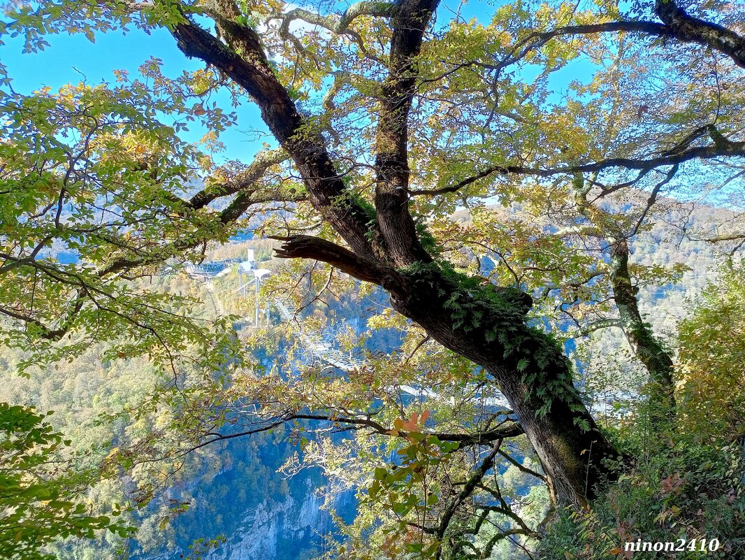 Адлер. Скайпарк - Нина Бутко