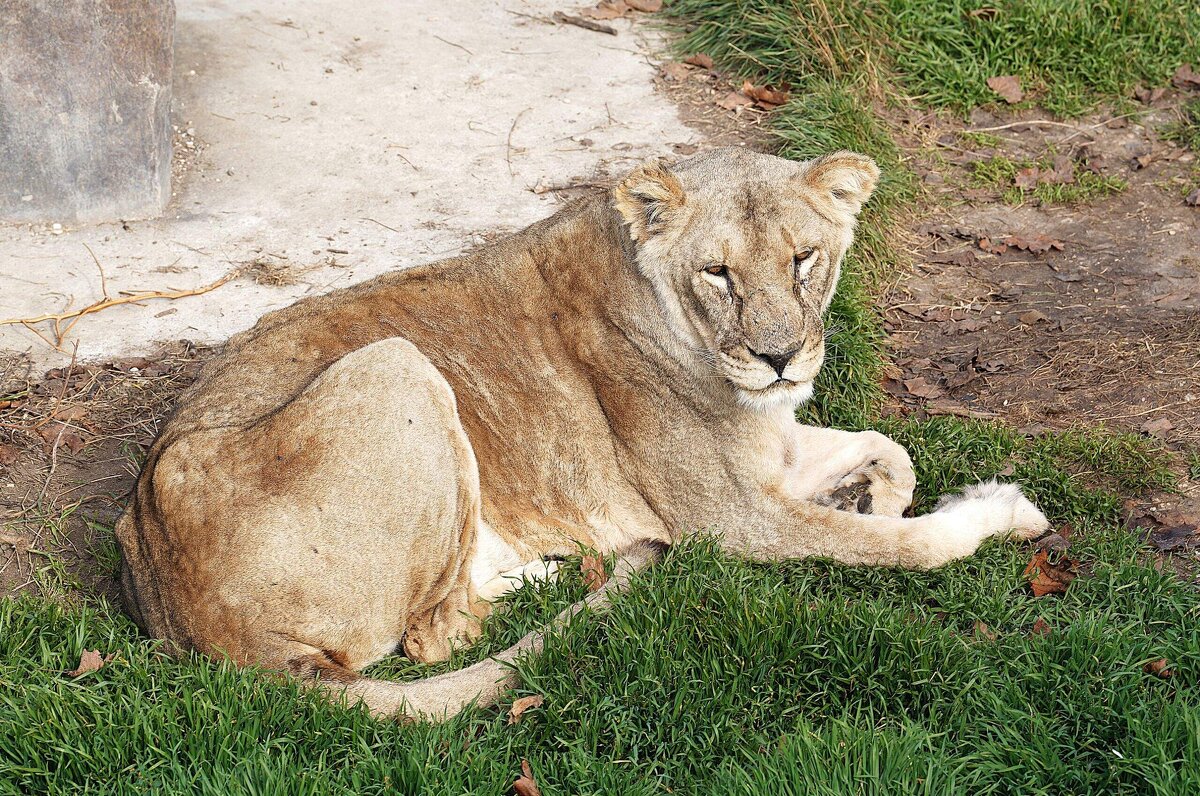 В парке Тайган - Татьяна Тюменка