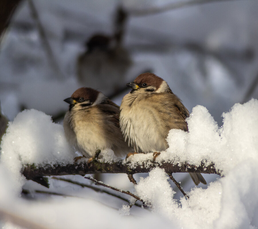 Холодно. - Александр 
