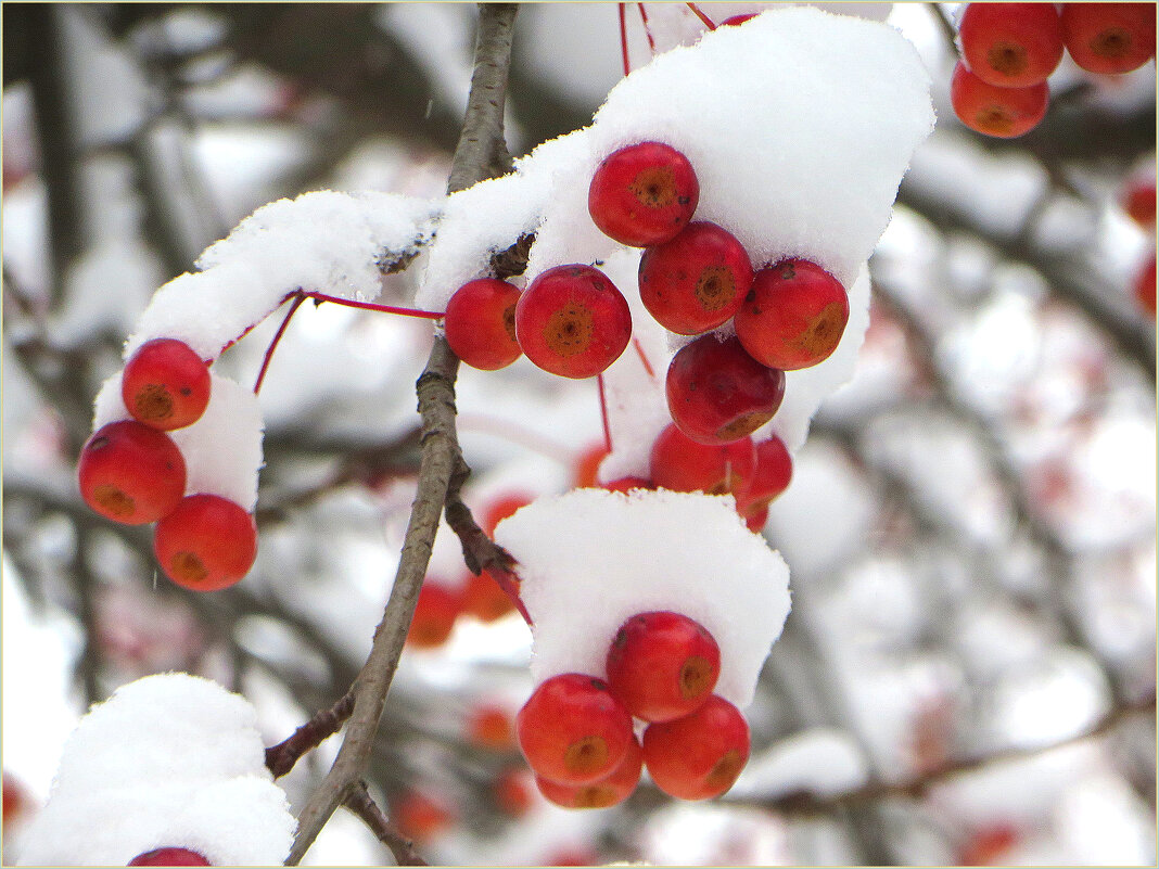 Первый снег - Leonid Rutov