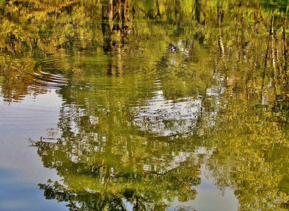 .. всплеск рыбы на отражении в пруду.. - galalog galalog