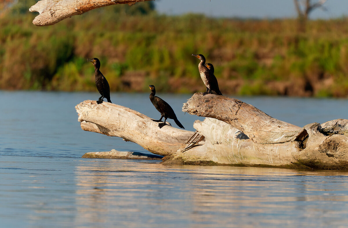 Бакланят! - Вячеслав Алтай