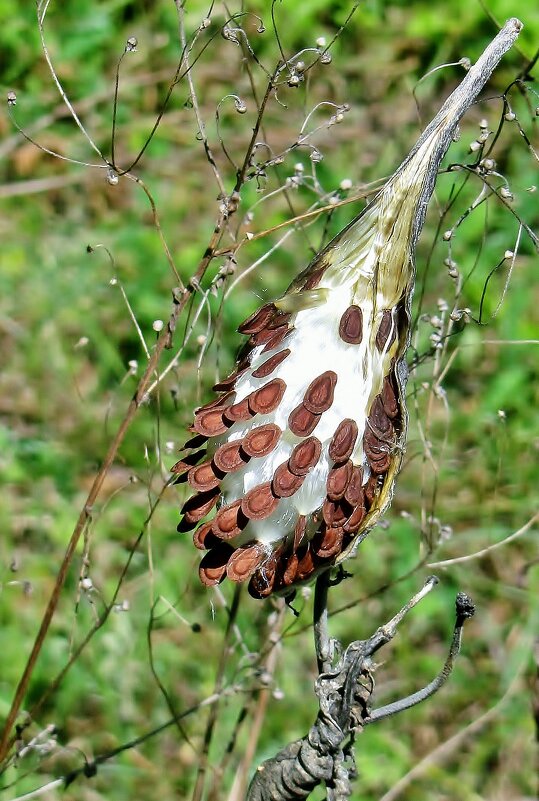 ..удивительная семенная "коробочка" ватника сирийского.. - galalog galalog
