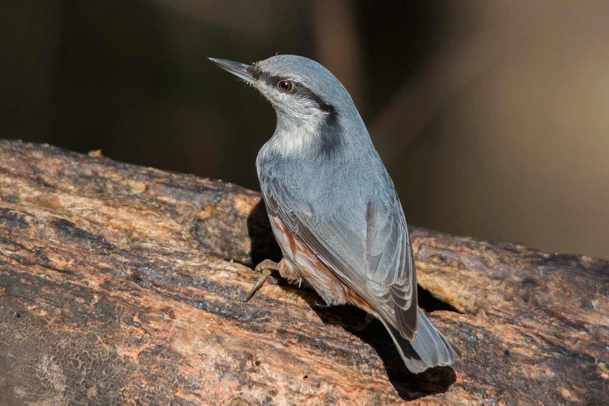 Поползень. - Nik Lovec