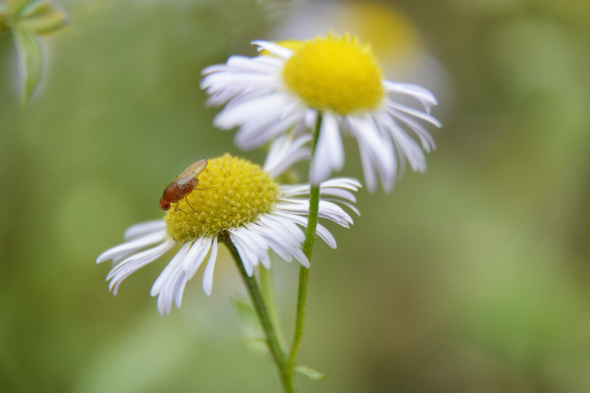 Мелколепестник, фруктовая мушка дрозофила - Надежда Куркина 