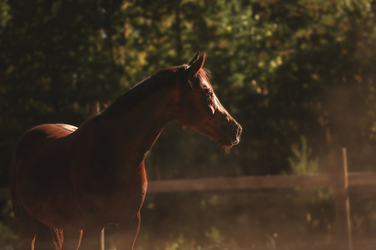 Миттельшпиль - Кристина Щукина