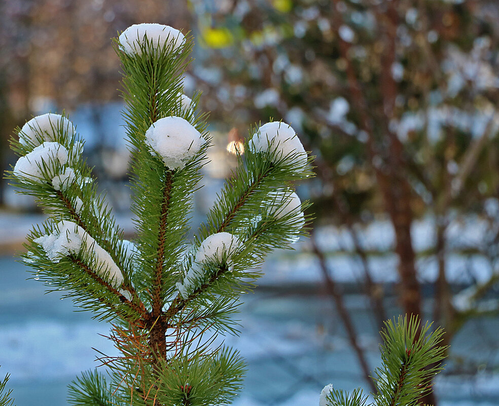 15 ноября - Светлана 