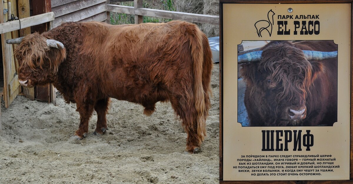 Шериф - Татьяна Машошина Шериф - Татьяна Машошина