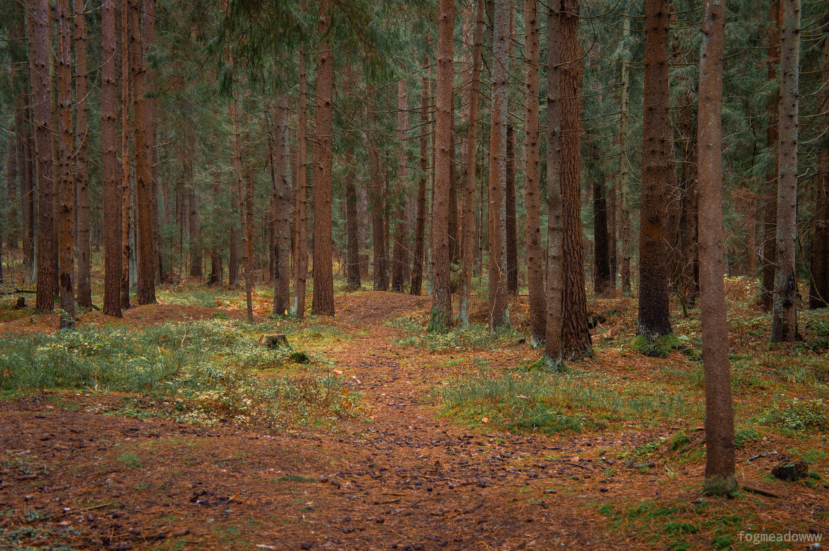 Пронизано солнцем - fogmeadowww m