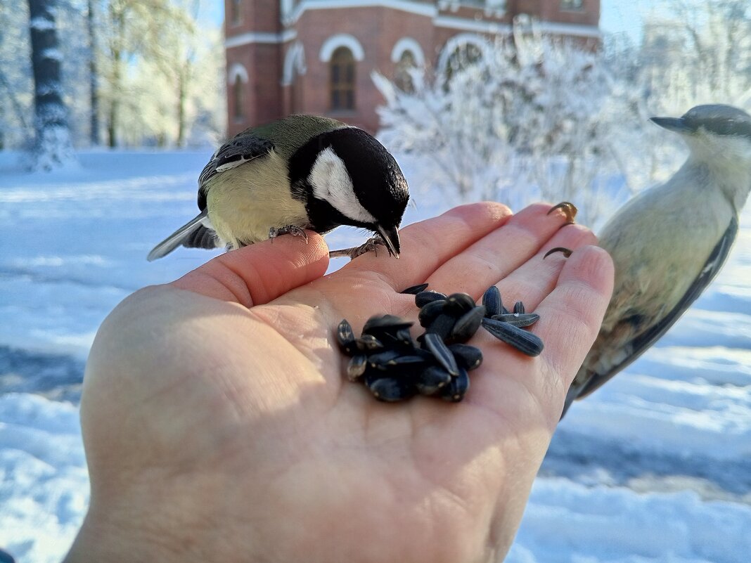 Синица и поползень - Сапсан 