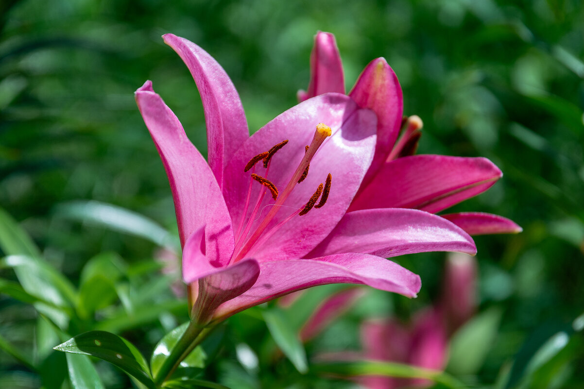 *** - Виктор Иванович Чернюк