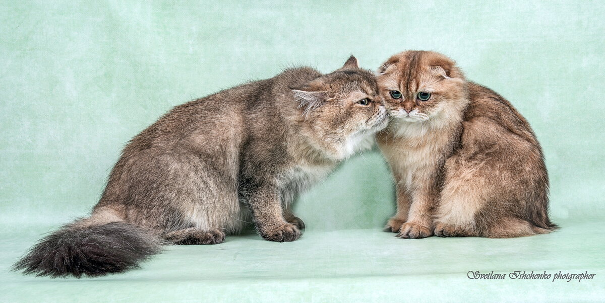 Сладкая парочка - Светлана Ищенко