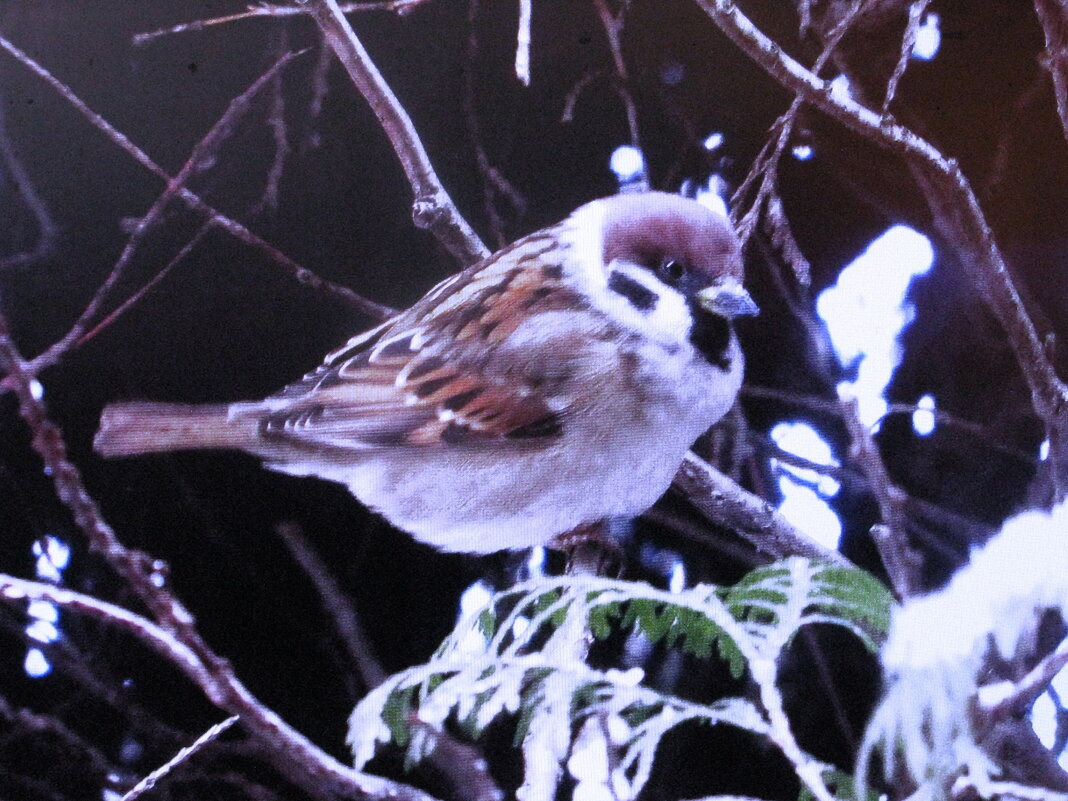Воробей удивлён снегом - Людмила Смородинская