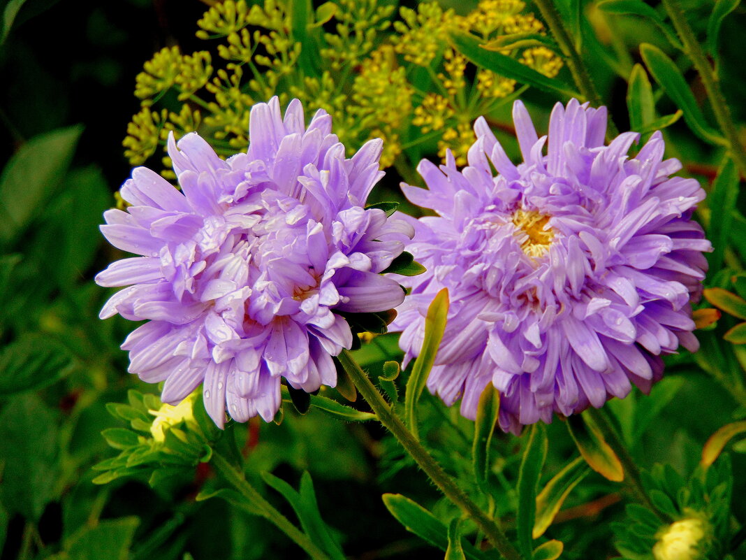 Парочка. - nadyasilyuk Вознюк