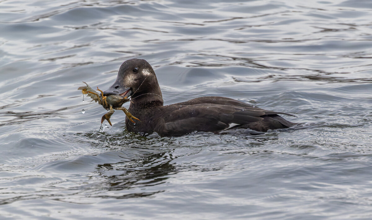 турпан. - юрий макаров
