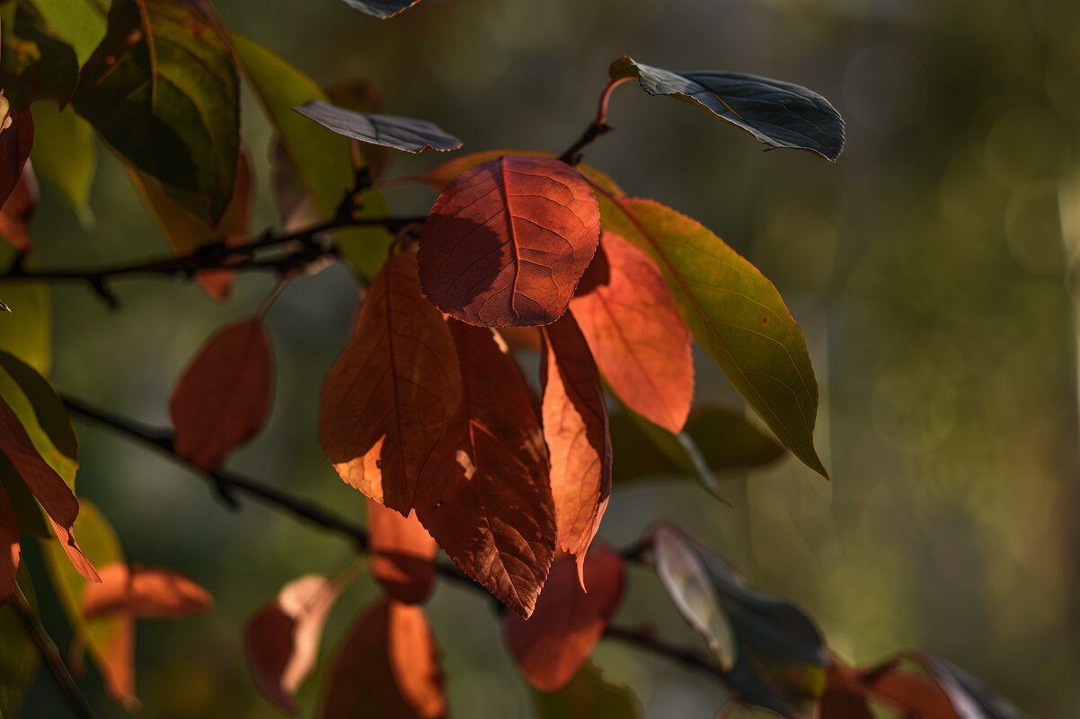 Яркие краски уходящей осени - Анастасия Ильина