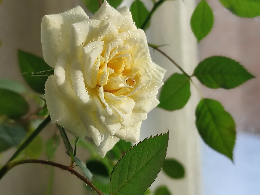 Сегодня на окне - Валентина Богатко 