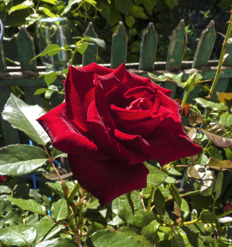 Алая  роза - Валентин Семчишин