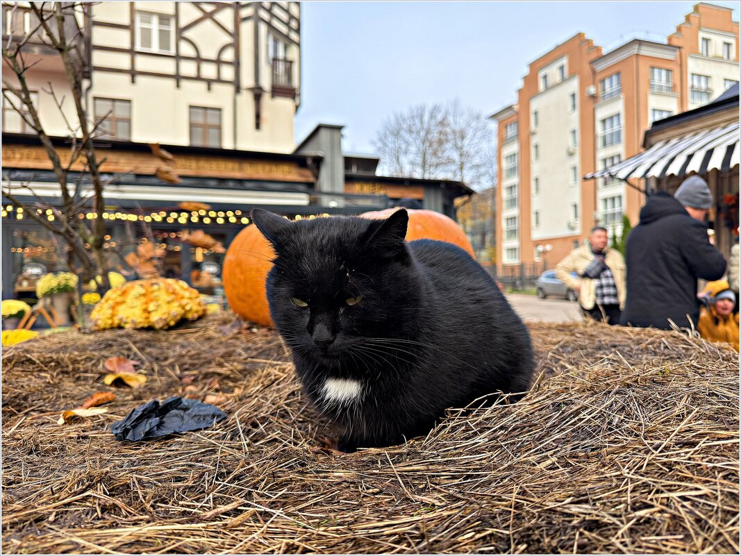 В городе котов и кошек. - Валерия Комова