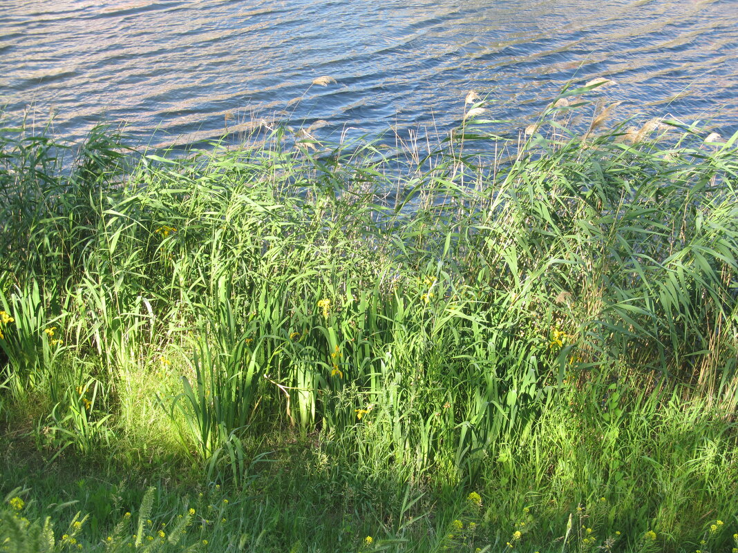 был июнь - Елена Шаламова