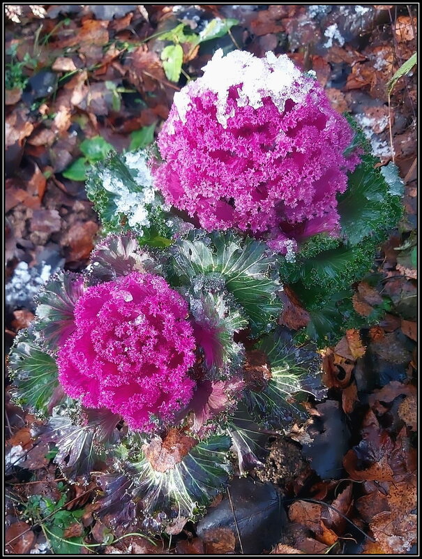 Декоративная капуста в саду - Ольга Довженко Декоративная капуста в саду - Ольга Довженко