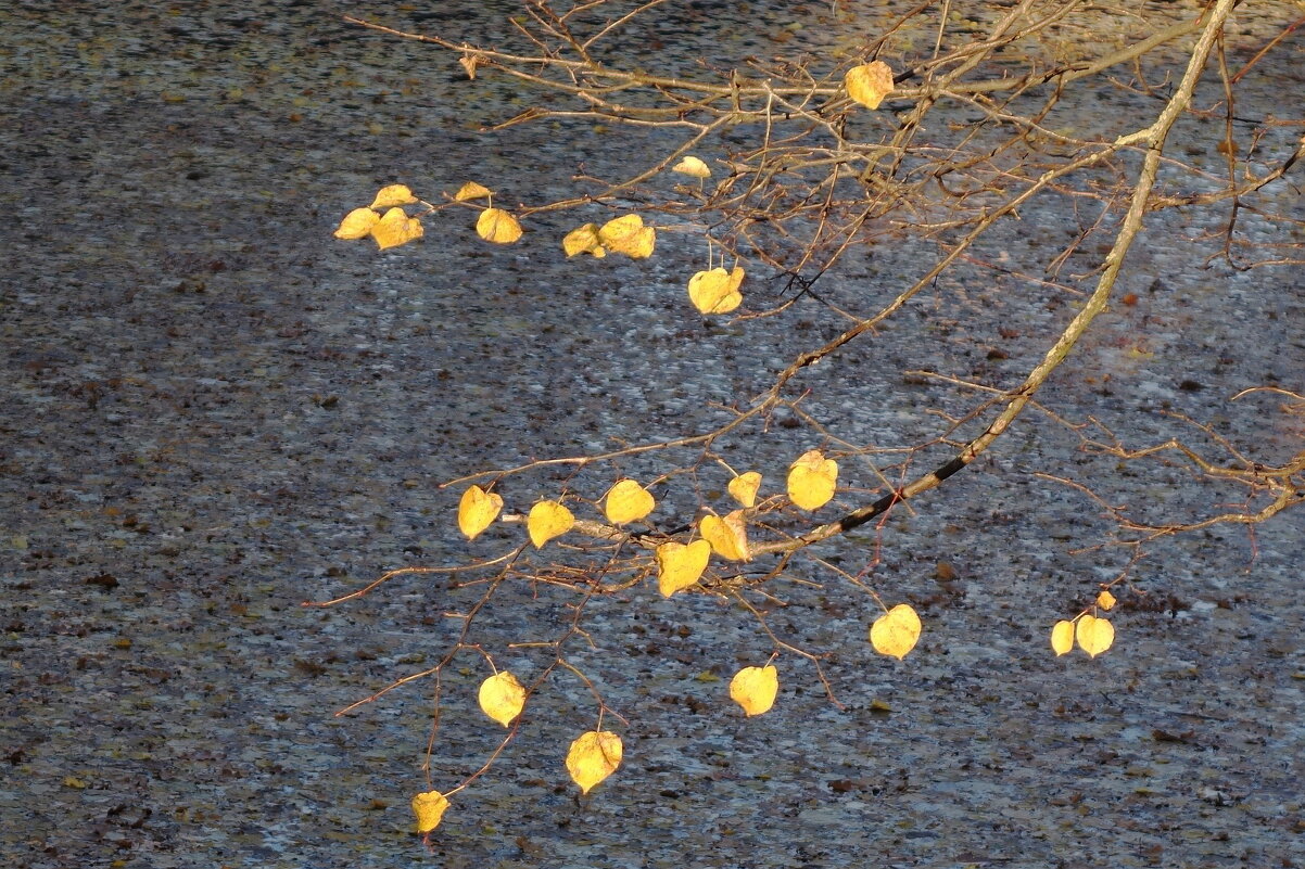 Осенний этюд - Рита Симонова