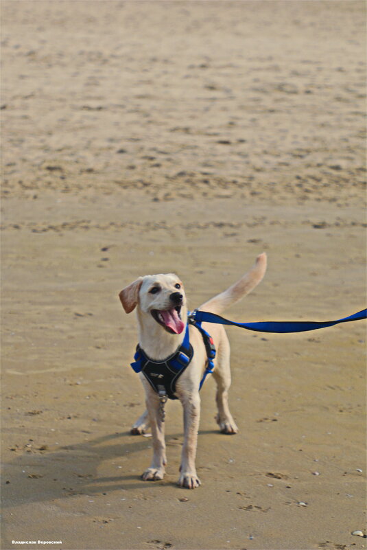 Моя любимая собака Хелли - Владислав Воровский 