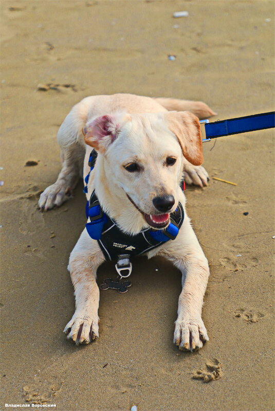 Моя любимая собака Хелли - Владислав Воровский 