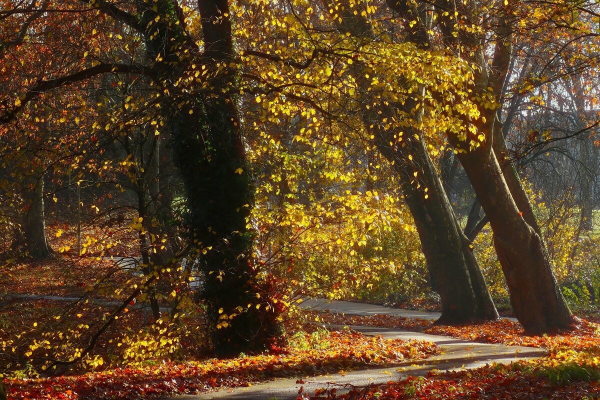 Золотые листья ноября - Юрий. Шмаков