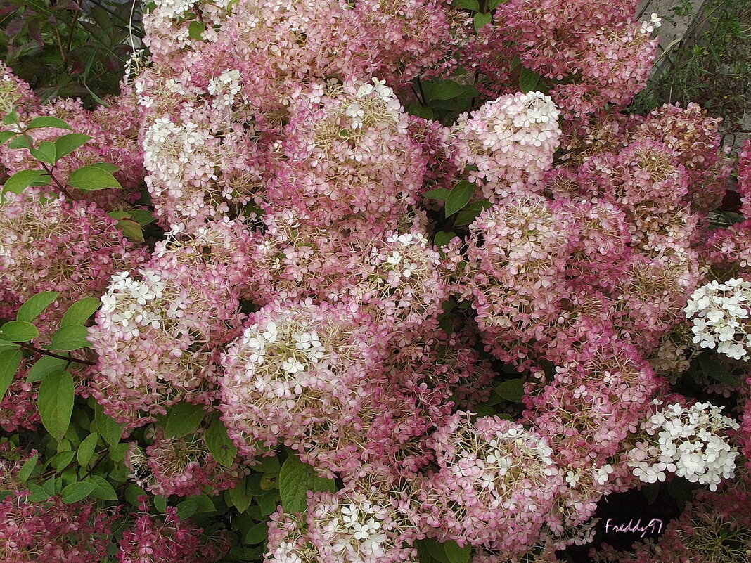 Гортензия - Freddy 97
