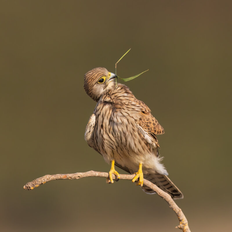 *** - Евгений Фруман