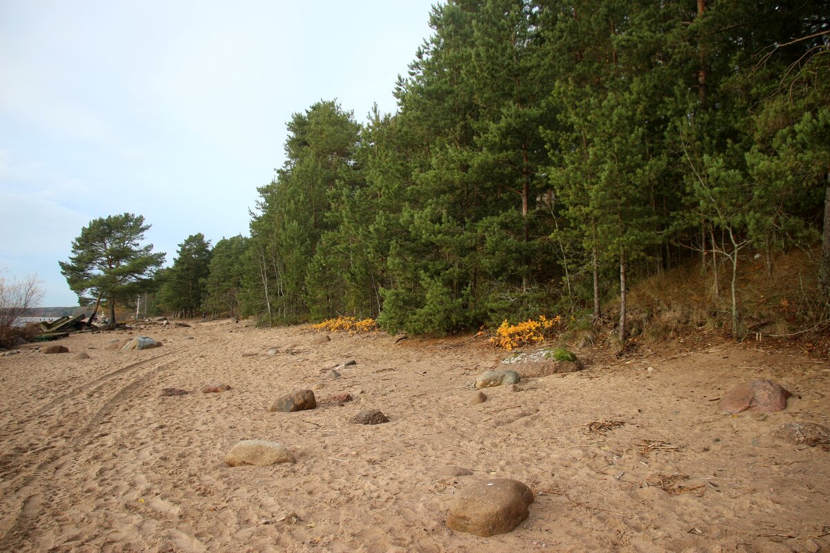 Репино - Наталья Герасимова