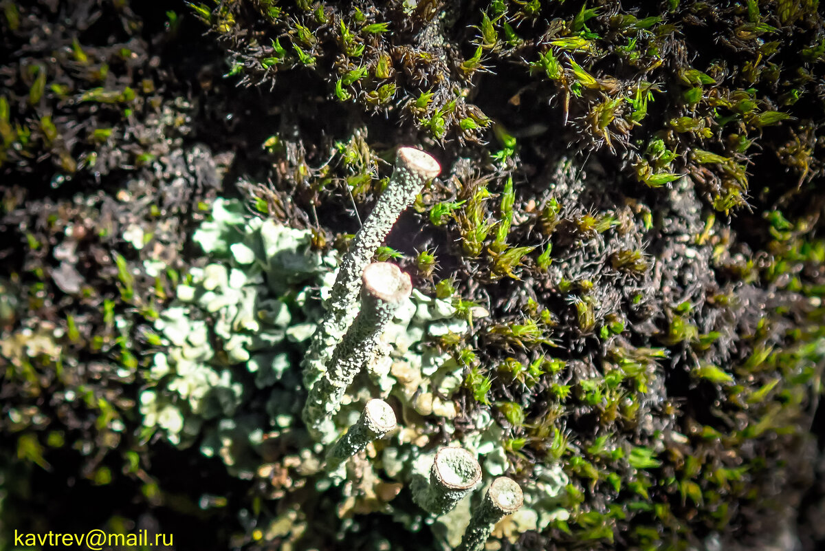 ЛИШАЙНИКИ - HART BAD