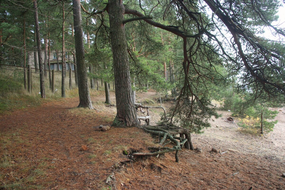 Репино - Наталья Герасимова