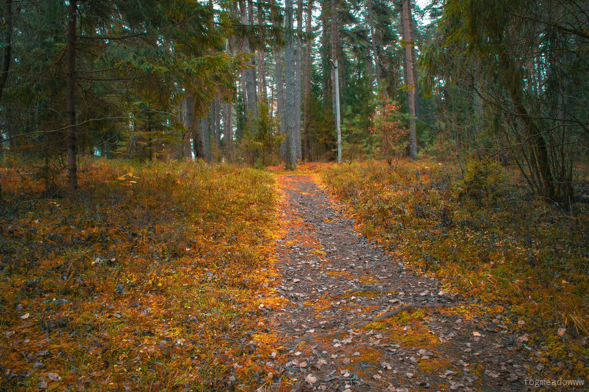 Дорожка в бору - fogmeadowww m