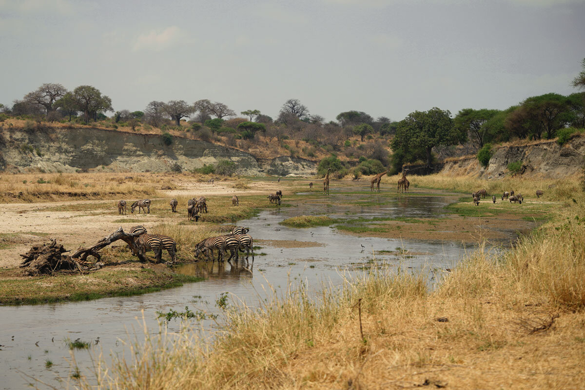 Танзания, животные пришли на водопой. - Liliya 