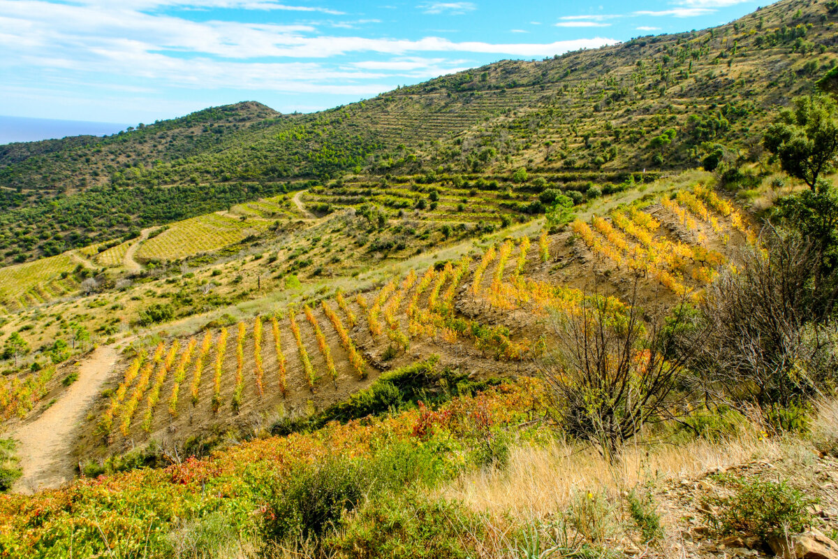 Виноградники юга Франции - Георгий А