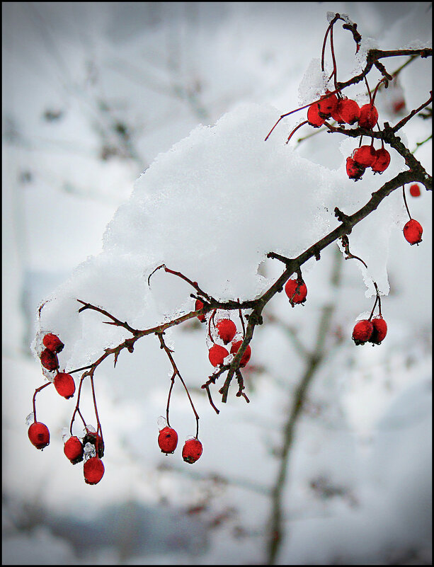 Шиповник. - Александр 